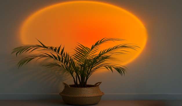 송파 문정동 세인트 조명과 식물 실제 샵사진